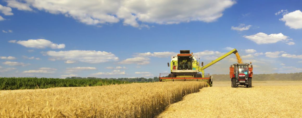 cropped-cropped-mcswain_wheatfield.jpg